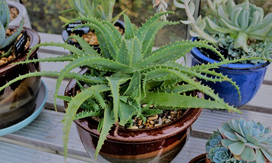 Aloe arborescens