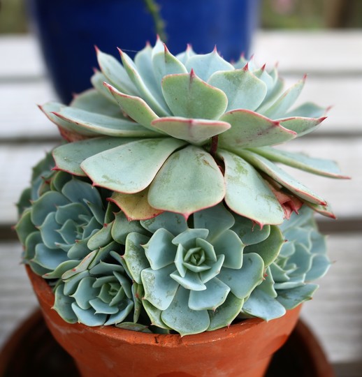 Echeveria (I think)