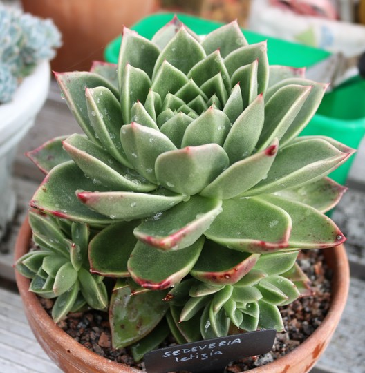 Sedeveria letizia