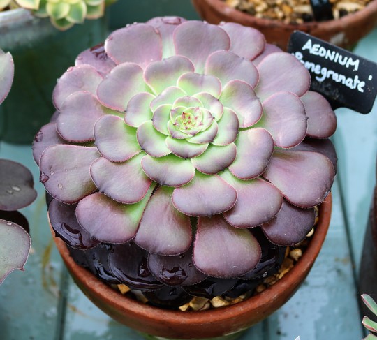 Aeonium 'Zwartkin’