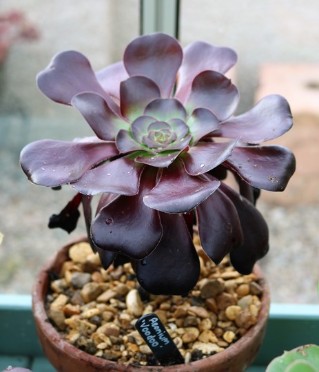 Aeonium 'Voodoo'