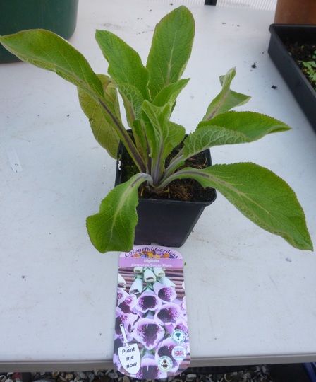 Digitalis purpurea Sugar Plum (Digitalis purpurea (Common foxglove))