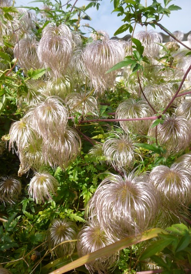 Clematis tangutica silky seed heads