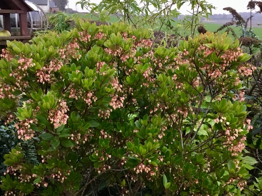 Arbutus on a very gloomy day. (Arbutus unedo 'Rubra')
