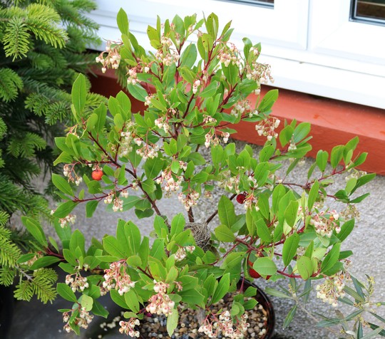Arbutus unedo - young tree in a pot