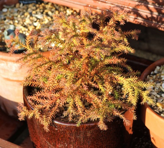 Cryptomeria japonica 'Tilford Gold'