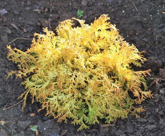 Chamaecyparis obtusa 'Kamarachiba'