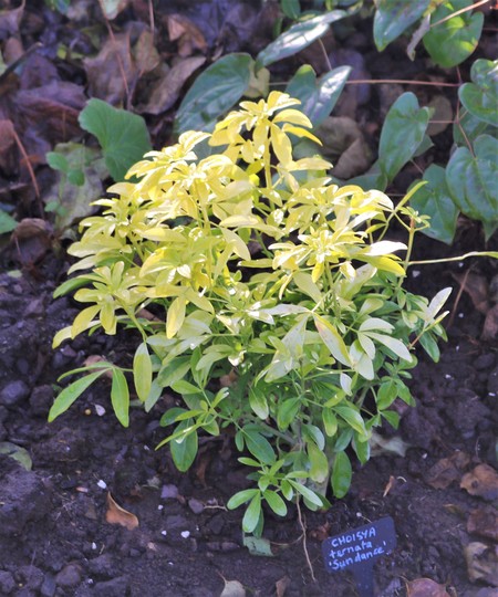 Choisya ternata 'Sundance' for my records