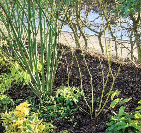 Cornus 'Flaviramea' on the right here, just added to Golden Border