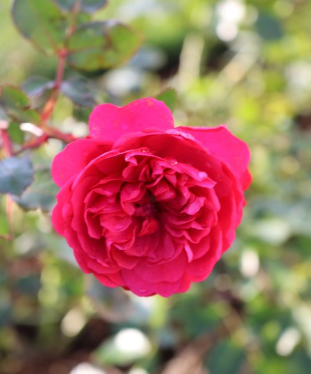 Sir John Betjeman Rose ....incredible.