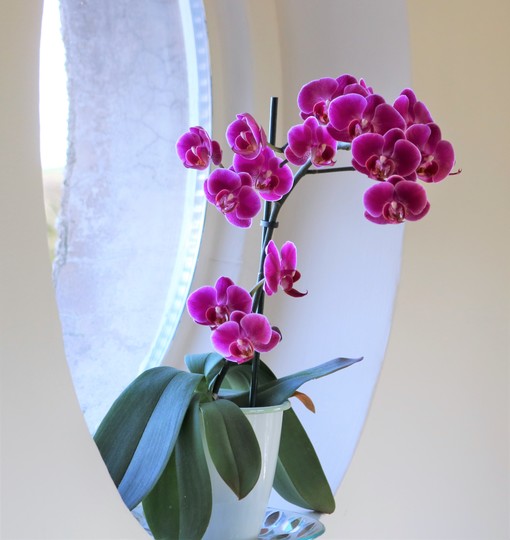 Little purple orchid on the circular window