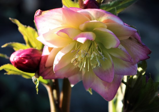 Hellebore 'Harvington Double Apricot'