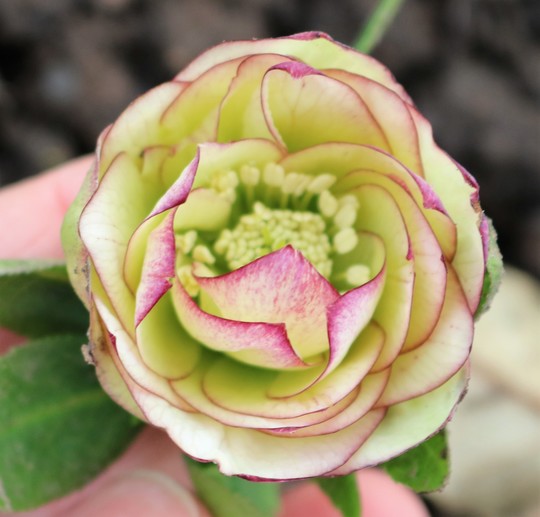 Helleborus 'Golden Lotus' just opening up (Helleborus x orientalis)