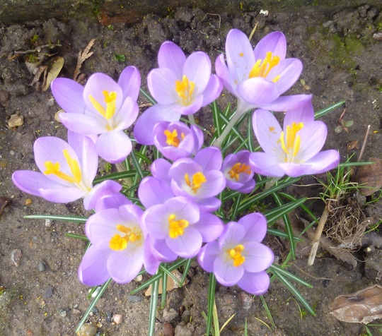 Crocus open today