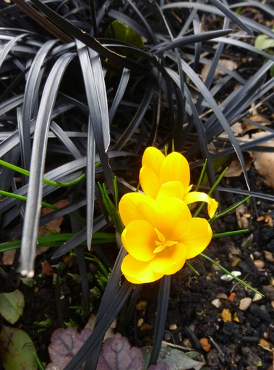 Crocus with black grass