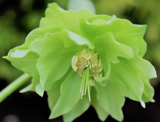 Double Green Helleborus x orientalis 'Harvington Double Lime'