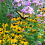 Swallowtail butterfly enjoying my phlox.