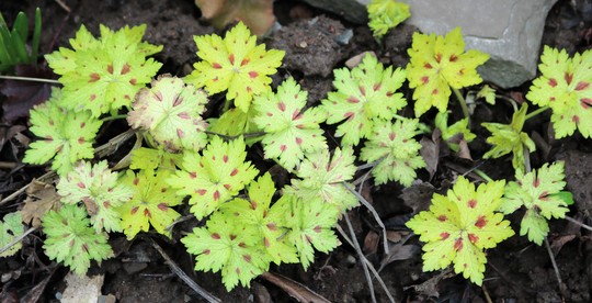 New foliage on Geranium phaeum 'Conny Broe'
