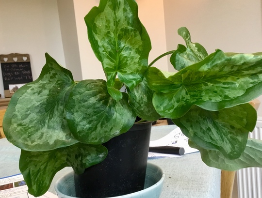 Arum ‘Chamaeleon’