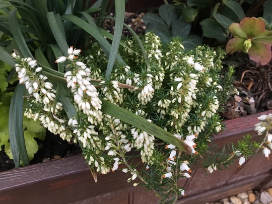 Erica carnea ‘Springwood White’ in bloom.