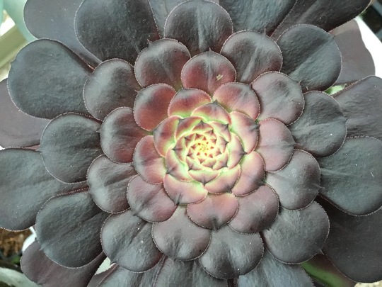 Aeonium ‘Pomegranate’
