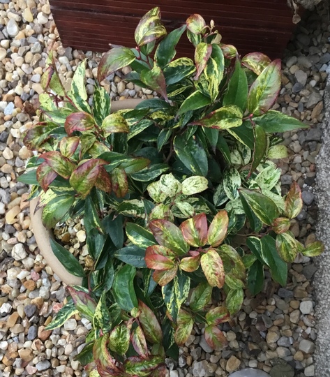 Leucothoe ‘Rainbow’