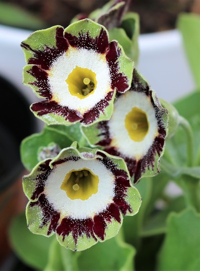 Primula auricula 'Polly'