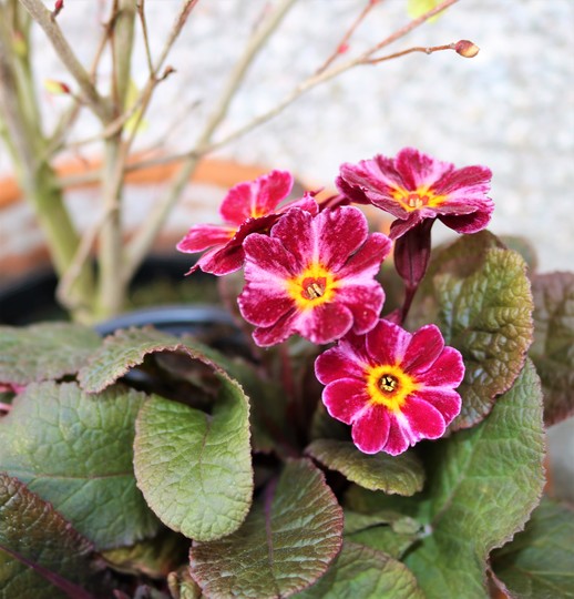Primula vulgaris 'Dark Rosaleen'