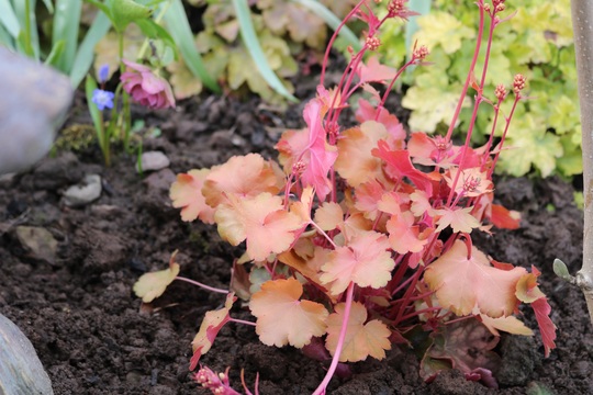 Heuchera 'Fleur'
