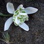 Snow Drop (Snow Drop)