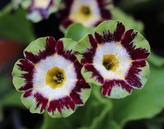 Primula auricula 'Polly'