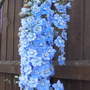 delphinium
