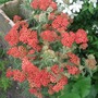 Red Yarrow