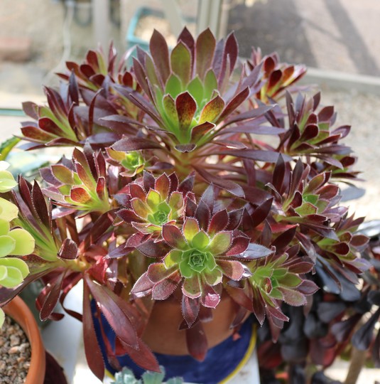 Aeonium 'Firecracker'