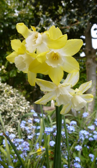 Pretty Daffodil