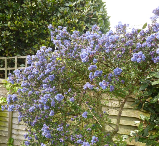 Ceanothus 'Paget Blue'