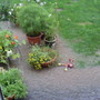 My_garden__flooded