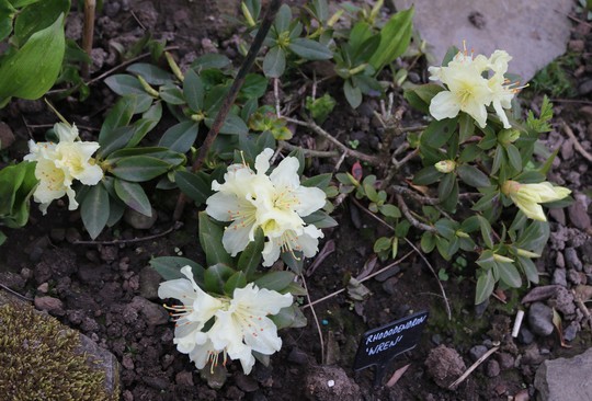 Rhododendron 'Wren' for my records