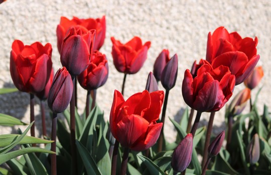 Tulip 'Couleur Cardinal'