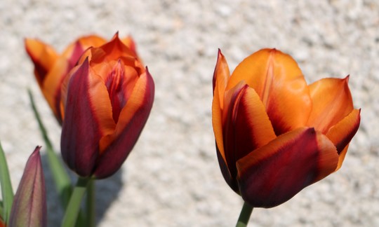 Tulip 'Cairo'