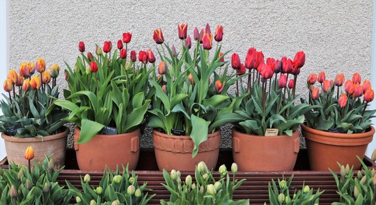 Tulips - Top Row