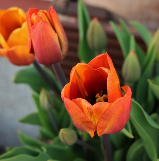Tulip 'Cairo'