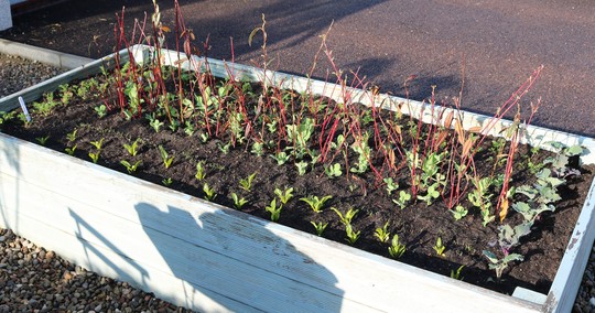 One of my raised Veg. planters