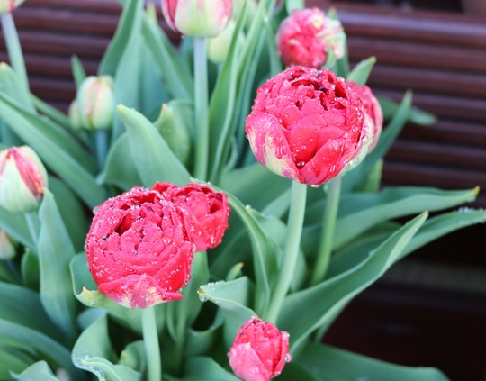 After the Rain - Tulip 'Red Baby Doll'