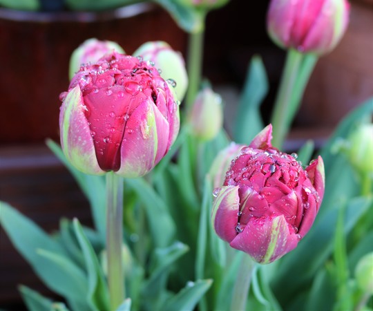 After the Rain - Tulip 'Antraciet'