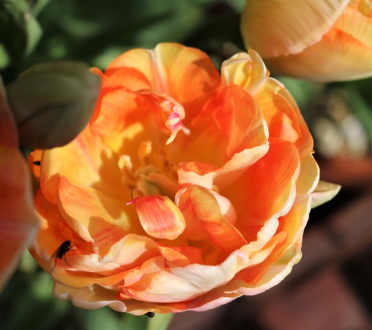 Tulip 'Charming Lady'
