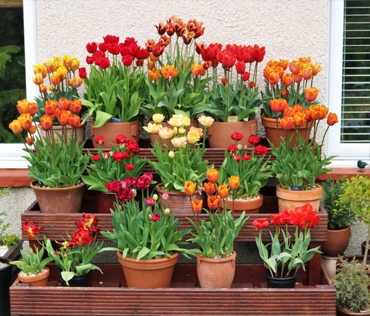 The tulips on the display shelving are all out now :)