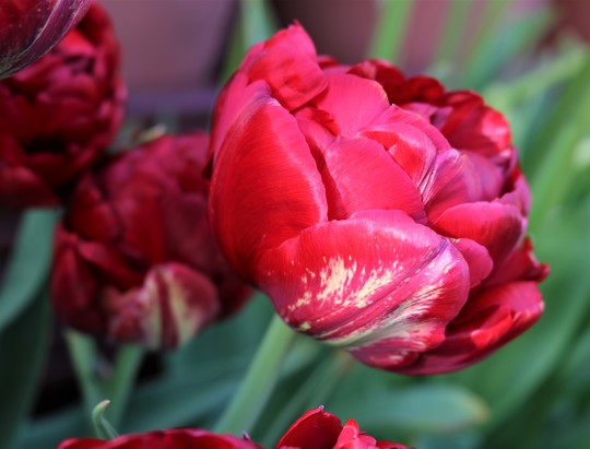 Double Red Tulip