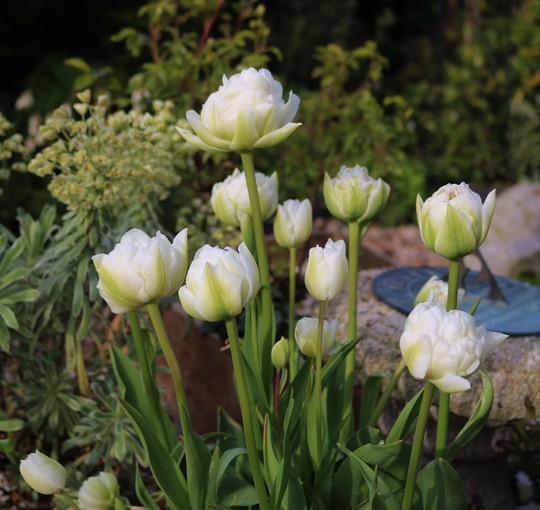 Double white tulips