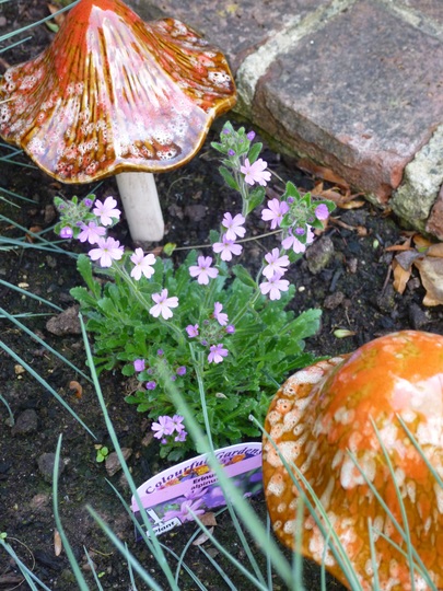 Erinus alpinus (Fairy Foxglove)